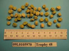Click for 1 image(s) for this accession. Image